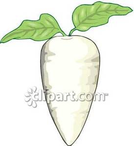 Realistic Rutabaga   Royalty Free Clipart Picture