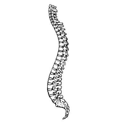Spine Vector By Nezabarom   Image  563412   Vectorstock