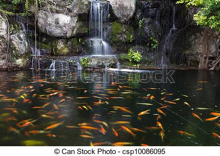 Stock Illustration Of Koi Fish In Pond At The Garden With A Waterfall