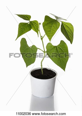 Stock Image   A Bush Bean Plant Growing In A Flower Pot  Fotosearch