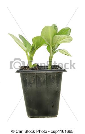 Stock Photo   Broad Bean Seedlings   Stock Image Images Royalty Free    