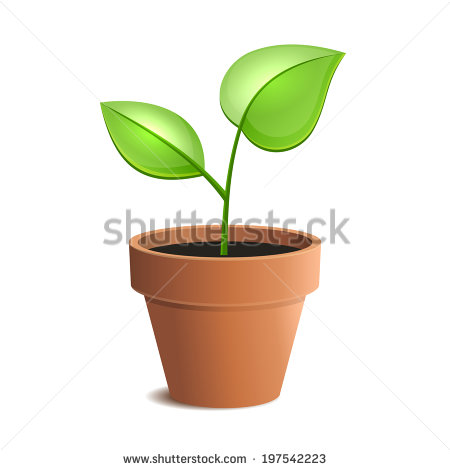 Young Green Plant In Pot Isolated On The White Backgrounds  Vector    