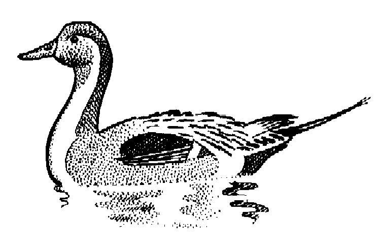Duckling Clip Art  Duck Gif  753x488 