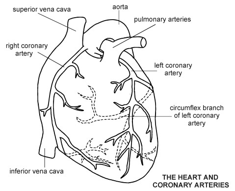 Heart Coronary Arteries   Diagram   Patient Co Uk