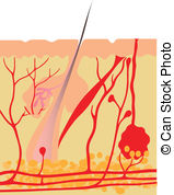 Nerve Fiber Vector Clipart And Illustrations