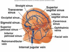Sinus Cavities In Back Of Head   Blood Flow Is Distributed To Body