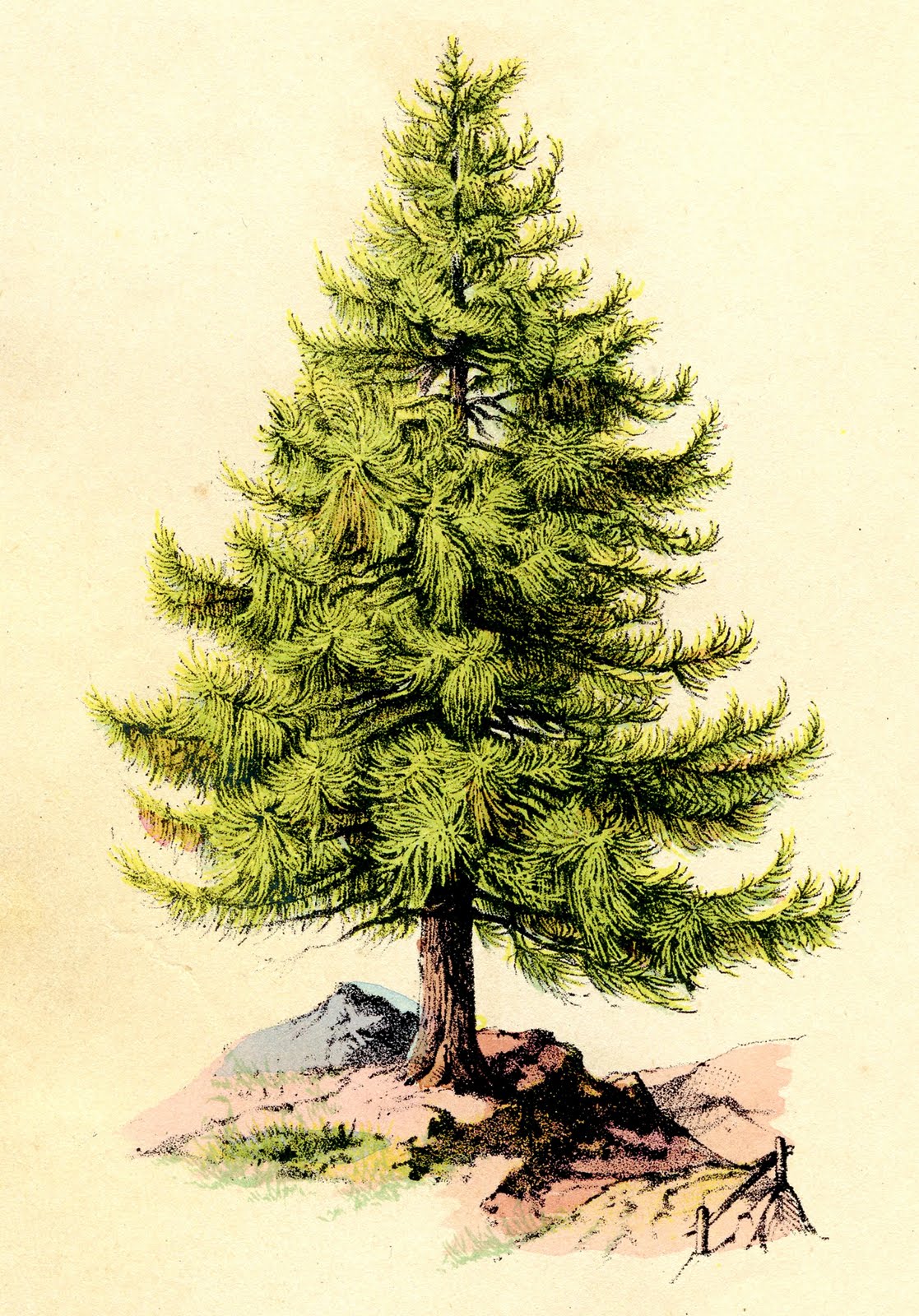 Vintage Clip Art   Perfect Pine Tree   The Graphics Fairy