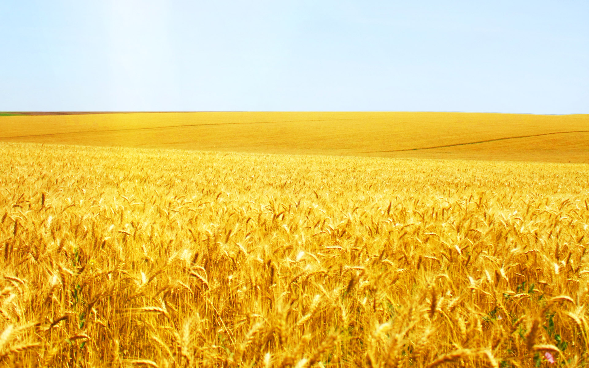 Golden Wheat Fields Pictures  Free Pictures