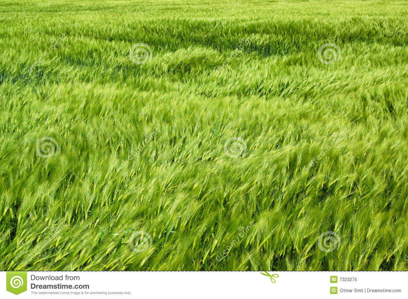 Gust Of Wind Clipart Gust Of Wind In A Wheatfield 
