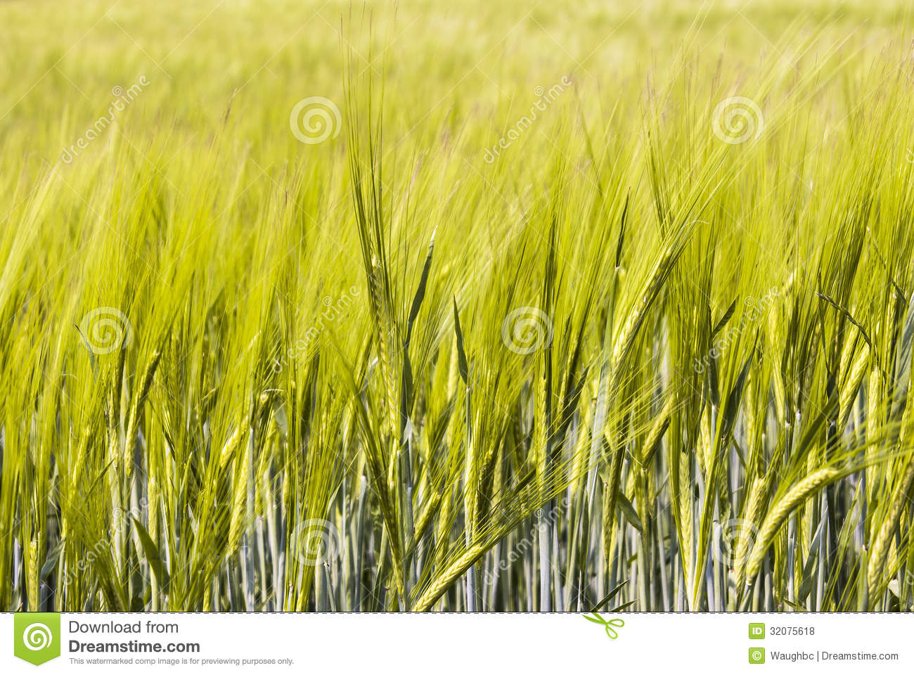 View Of Wheatfield Several Ears Of Wheat In Dharp Focus Against    