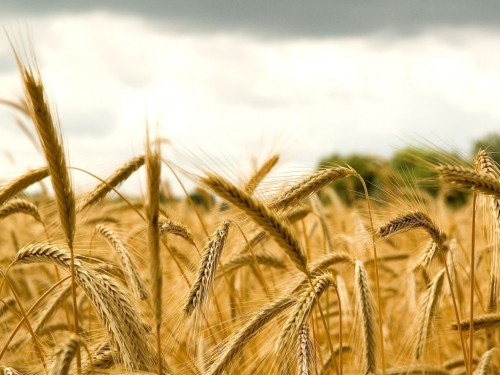 Wheat Field Clipart Free Wheat Field Landscapes