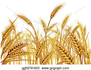       Wheat Field Vector Set Template  Clipart Drawing Gg59741603
