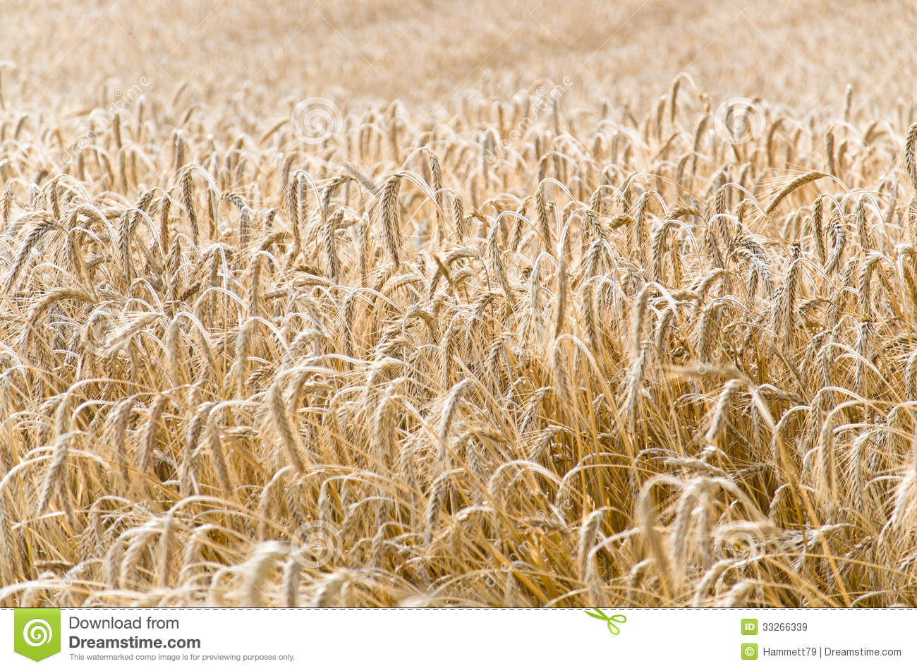 Wheatfield Royalty Free Stock Images   Image  33266339