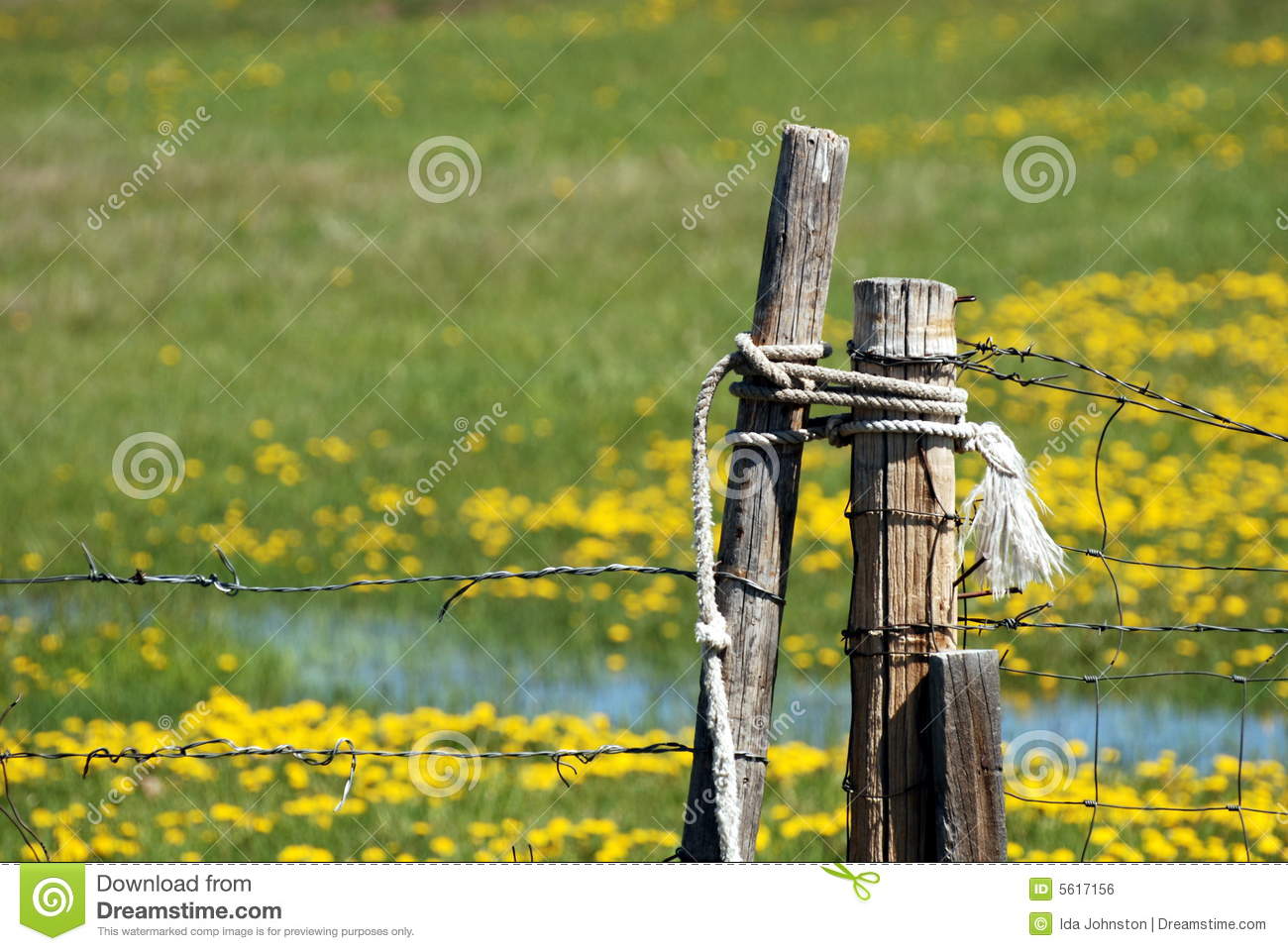 Barbed Wire Ranch Gate Tied Shut With An Old Rope Yellow Dadndelions