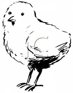 Clipart Image Of Black And White Chick