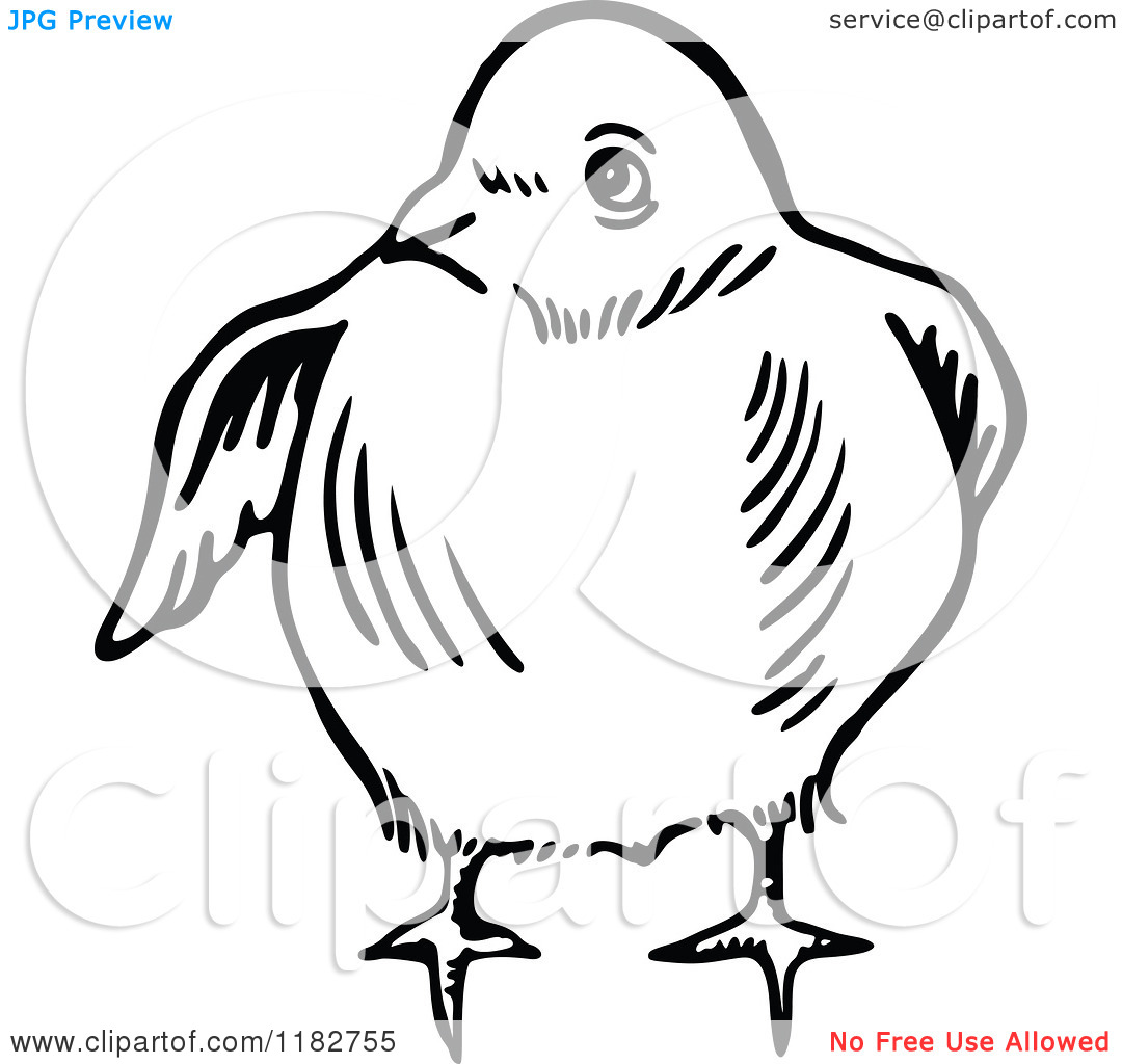 Clipart Of A Black And White Chick 2   Royalty Free Vector    