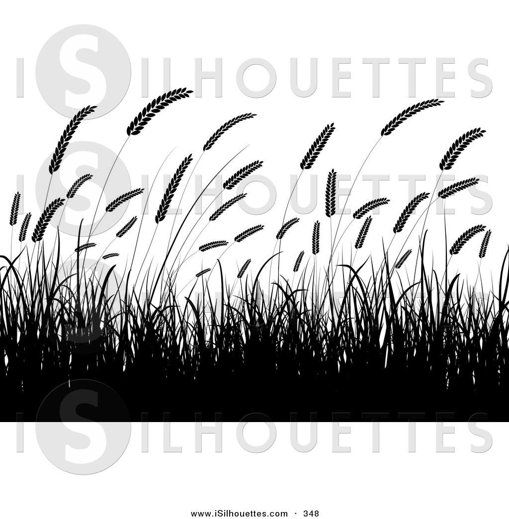 Of Silhouetted Wheat Grasses Waving In A Crop Over A White Background