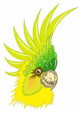 Parrot Illustration Yellow Green Isolated White Background 41364110
