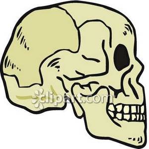 Pin Human Skull Clipart Etc On Pinterest