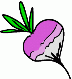 Regular Clip Art  Food  Veggies  Turnip Gif