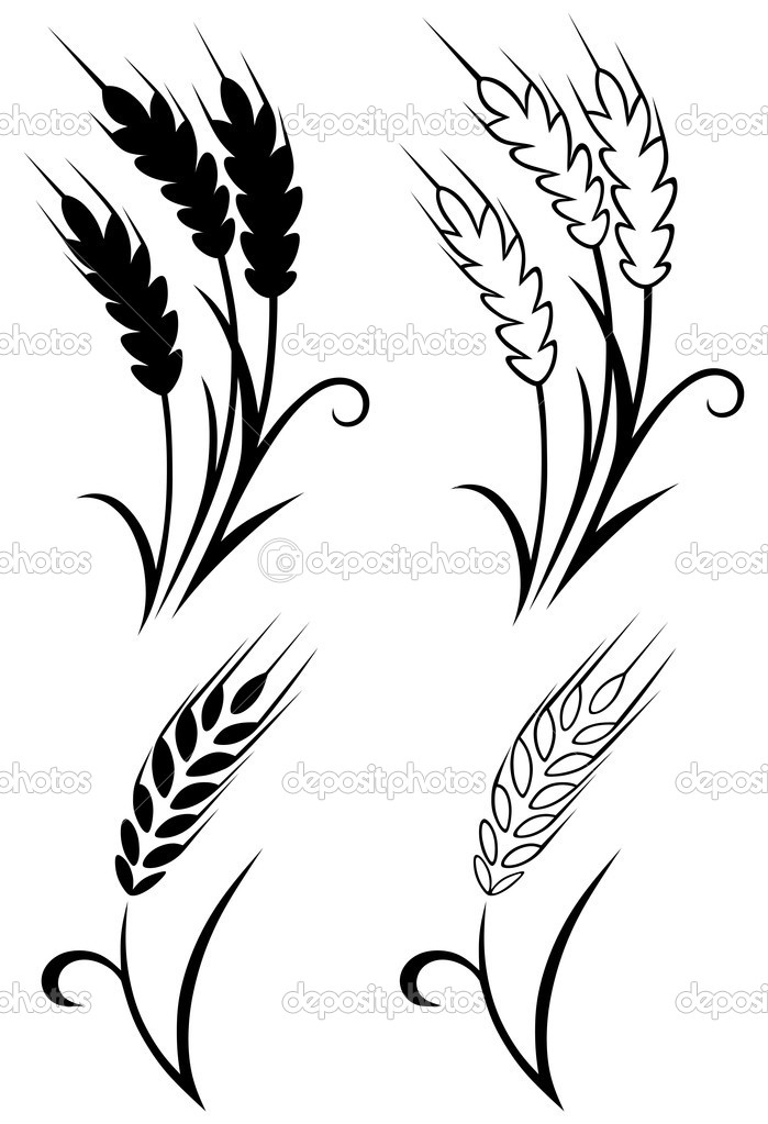 Wheat And Rye   Stock Vector   Kreativ  11446849
