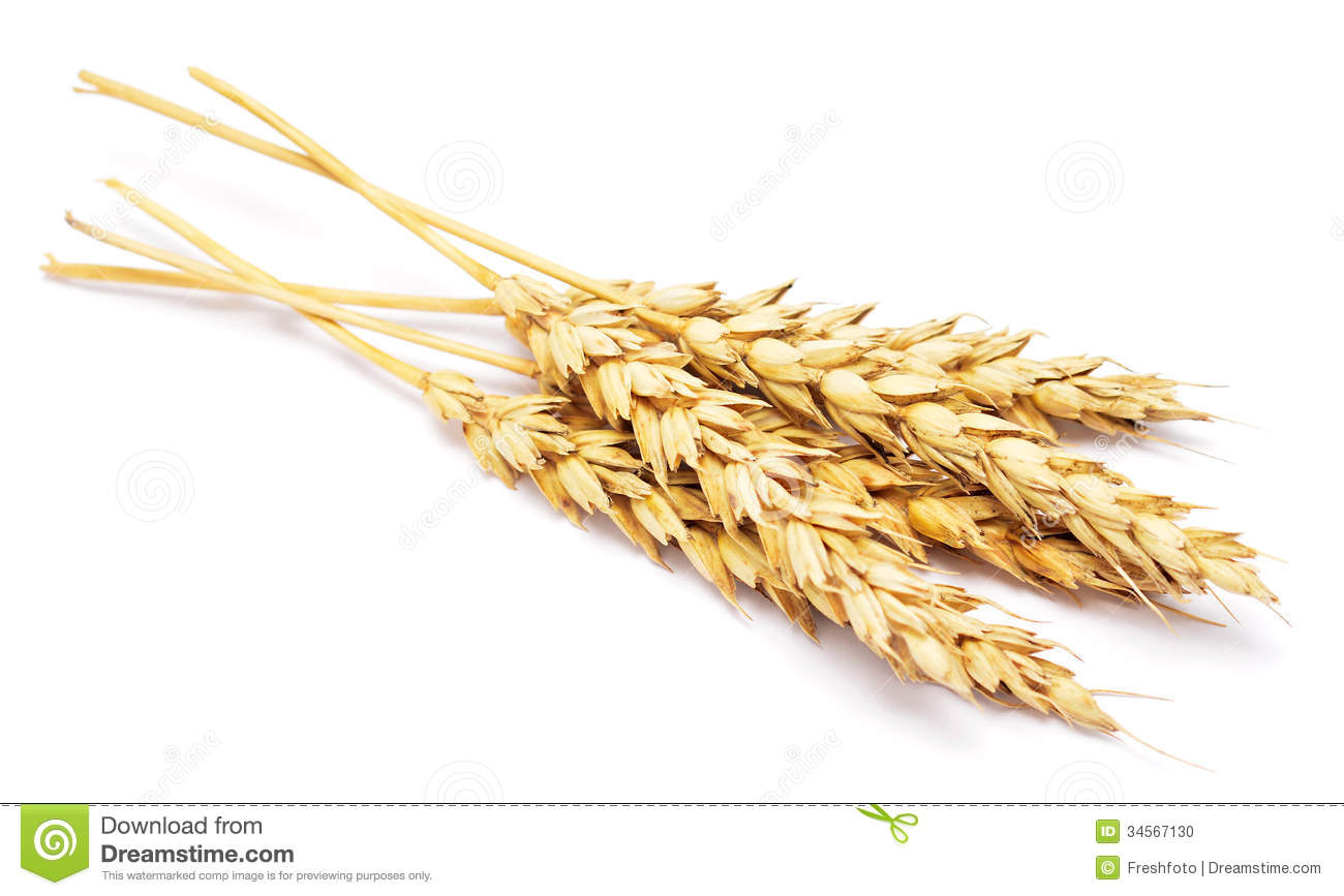 Wheat Stock Photo   Image  34567130