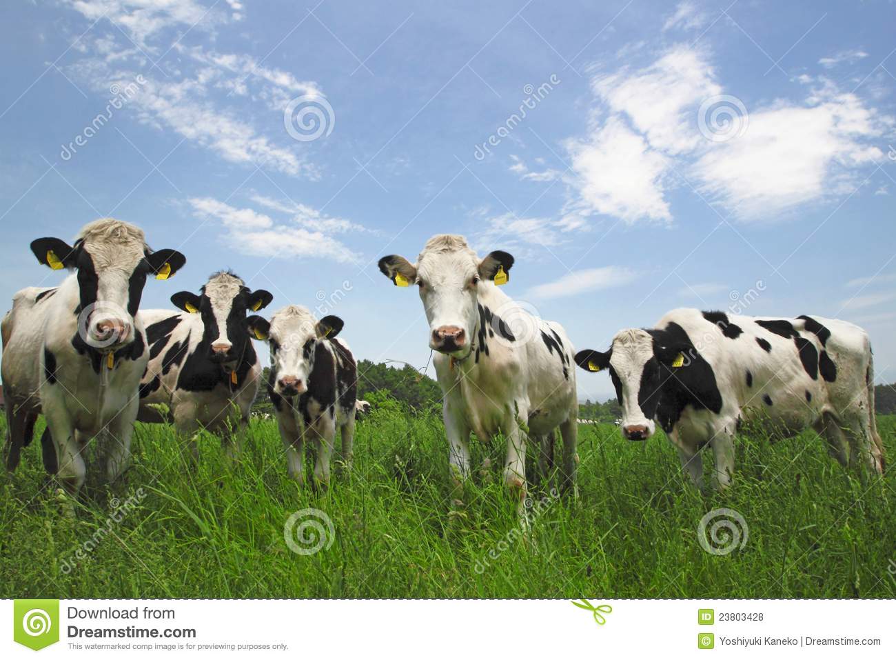 Cow In Field Royalty Free Stock Photos   Image  23803428