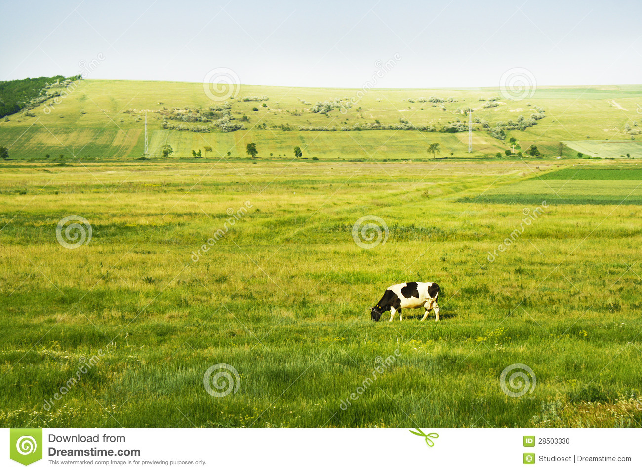Cow In Field Stock Photo   Image  28503330