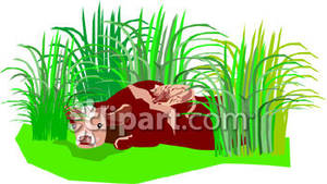 Cow Laying In Field Of Tall Grass   Royalty Free Clipart Picture