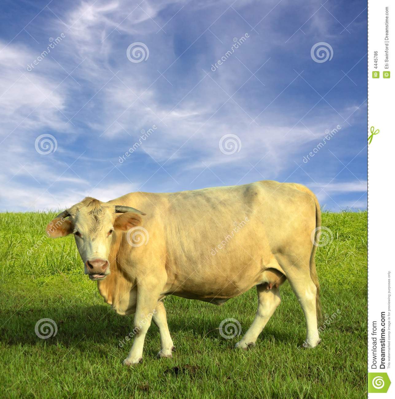 Cow With Horns Stands In A Grassy Field With A Wispy Cloudy Sky