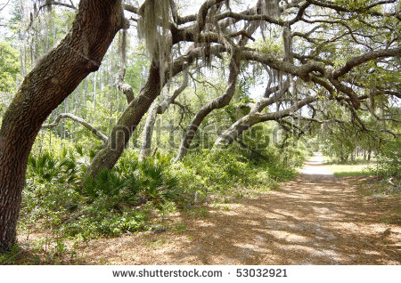 Dirt Trail Clipart Tree Lined Dirt Road Or Trail Through Woods   Stock    