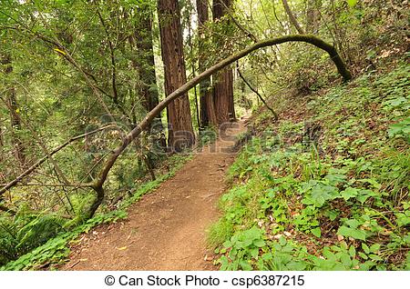 Dirt Trail Through The Woods With Bushes   Csp6387215
