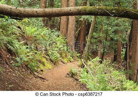 Dirt Trail Through The Woods With Bushes   Csp6387217