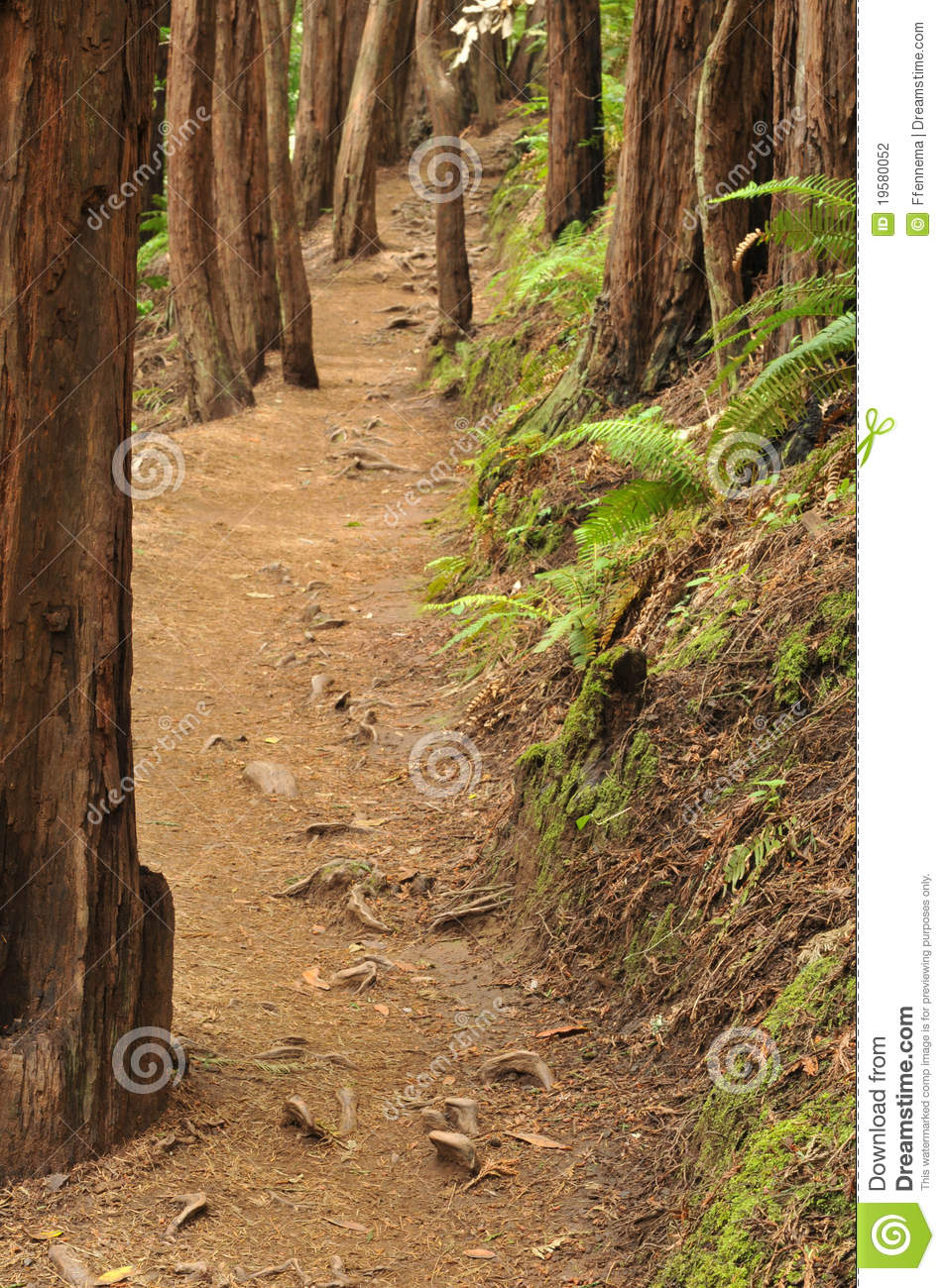Dirt Trail Through The Woods With Bushes Stock Photography   Image    