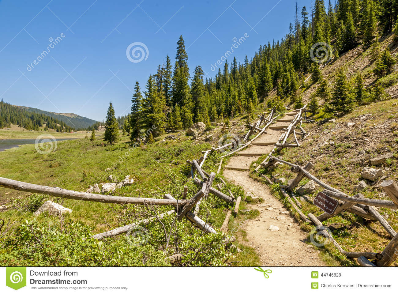 Established Trail Leading Into A Colorado Forest Stock Photo   Image    