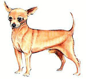 Free Chihuahua Clipart   Free Clipart Graphics Images And Photos    