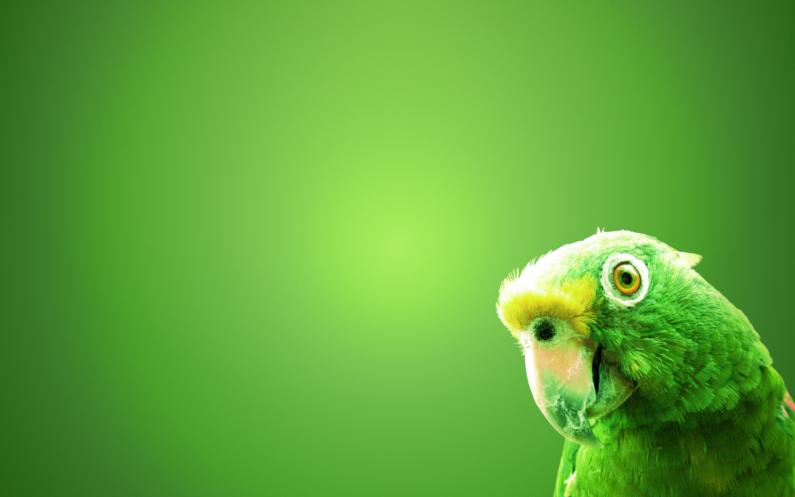 Green Parrot High Definition Wallpapers 2560x1600 Pixel 3 Mb Jpg