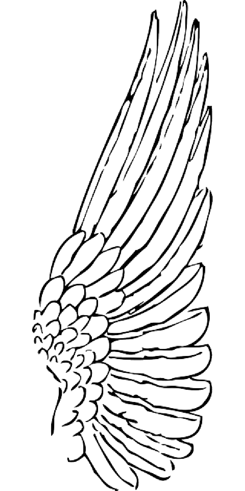 Outline Feather Angel Birds Bird Wing Wings   Public Domain    