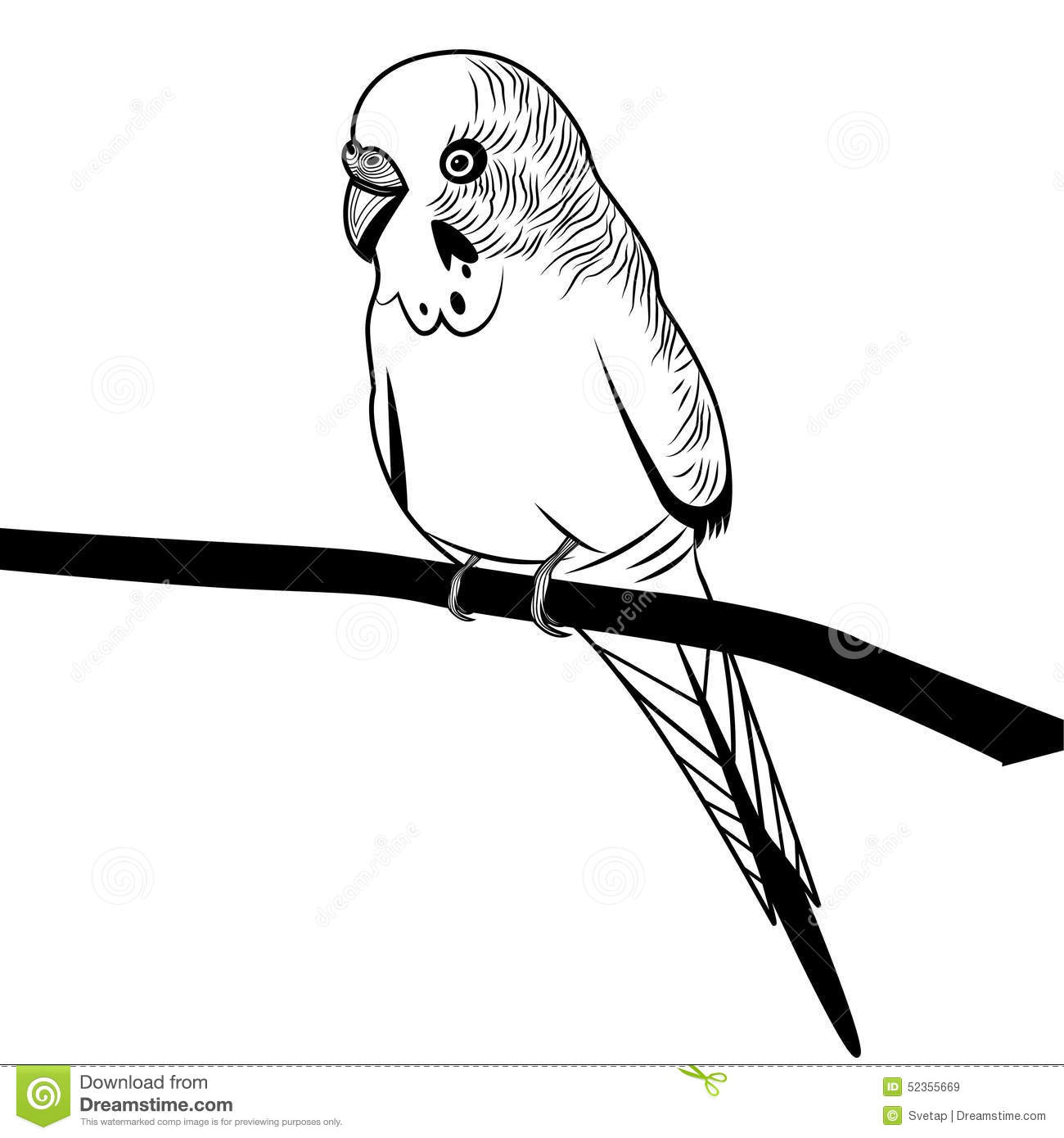 Parrot Budgie Bird Head Illustration For T Shirt  Stock Vector   Image