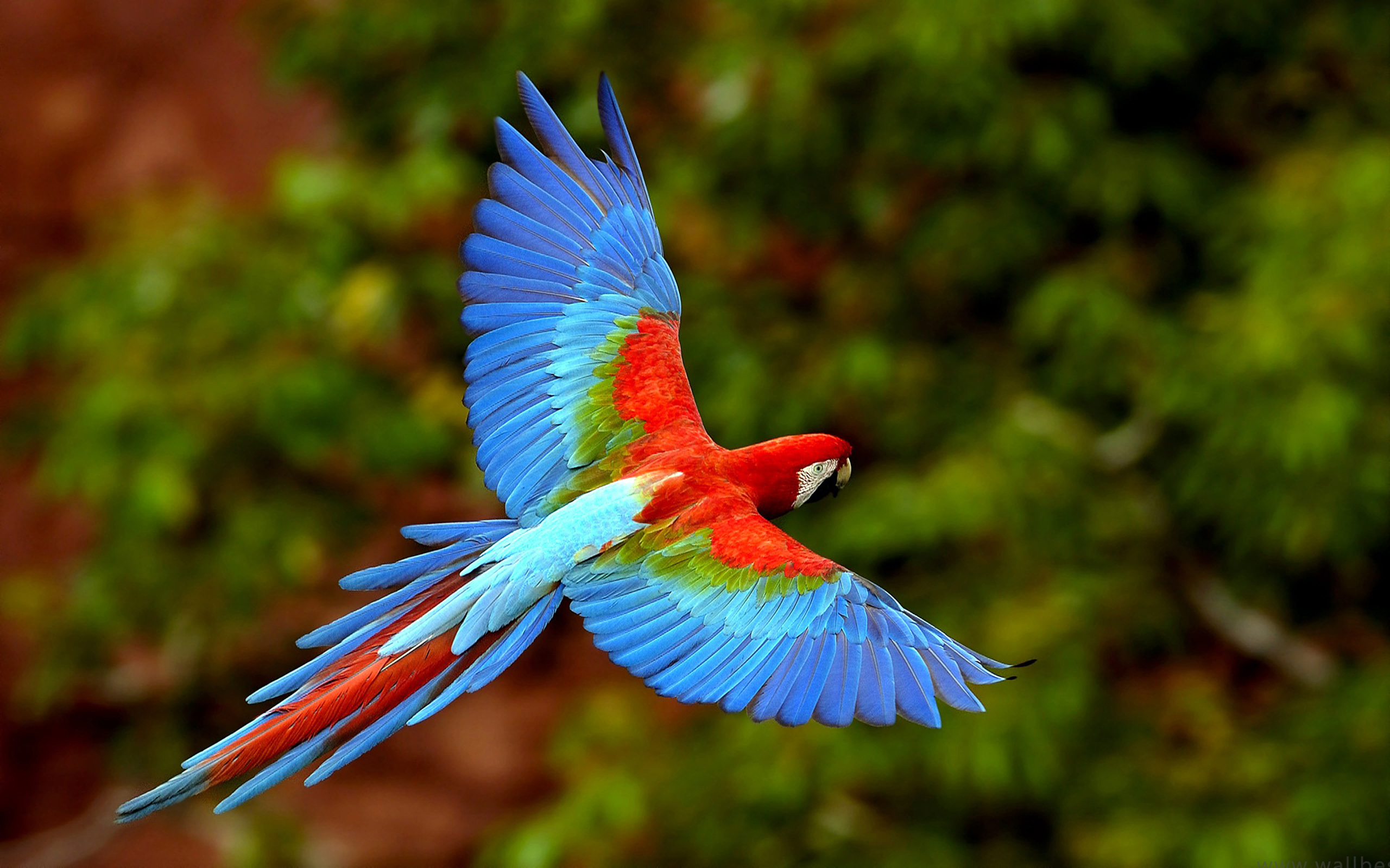 Parrot High Definition Animal Flying 2560x1600 Pixel 2 Mb Jpg