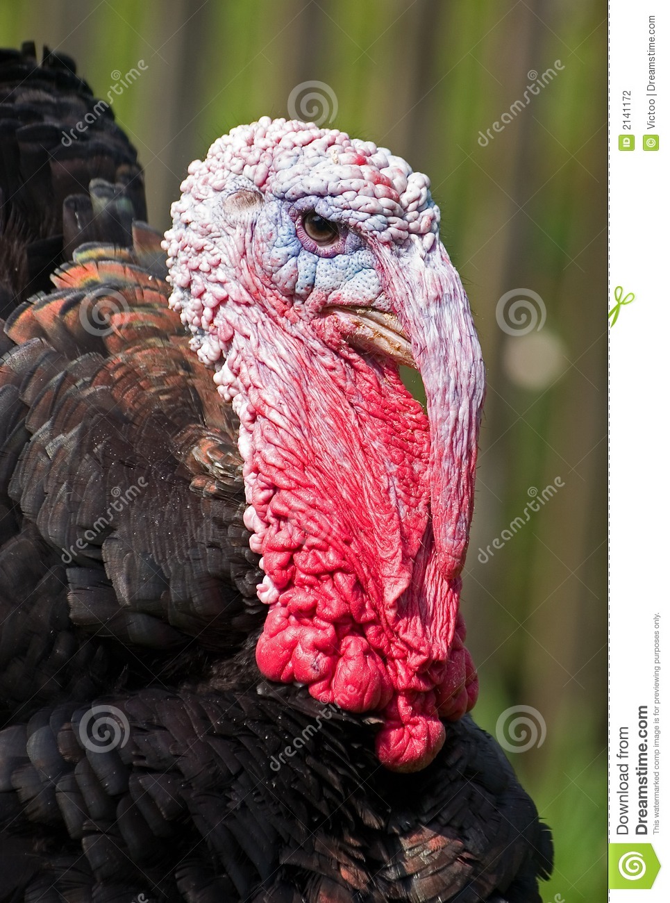 Turkey Face Stock Photography   Image  2141172
