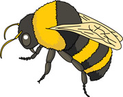 Bee Cartoon Hits 1190 Size 80 Kb From Insect Clipart