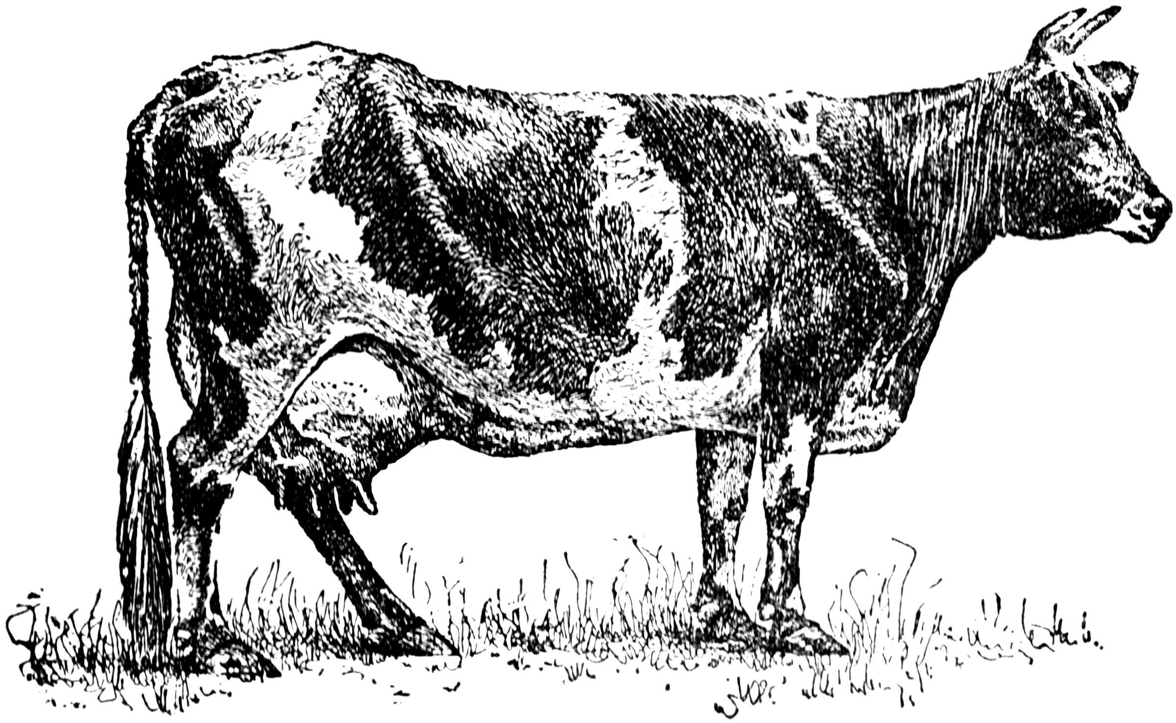Dairy Cow   Clipart Etc