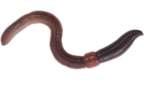 Earthworm Clipart   Item 1