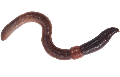 Earthworm Gif Home Animals Clip Art Collection Earthworm Gif Filesize