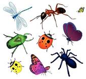 Insect Clipart And Illustration  24323 Insect Clip Art Vector Eps