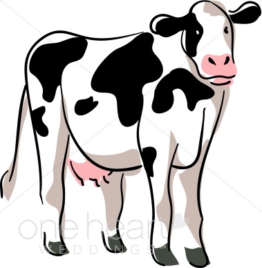 Stylized Cow Drawing   Country Wedding Clipart