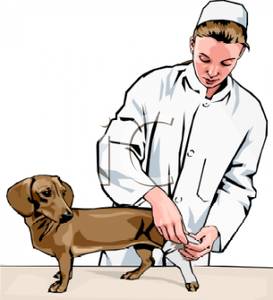 Clipart Image Of A Vet With An Injured Dachund