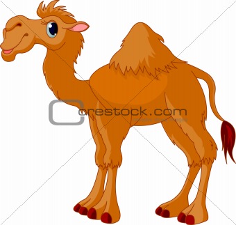 Funny Camel Cartoon  Funny Animal