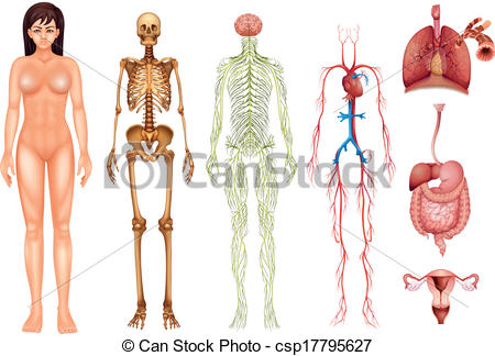 Of Human Body Systems   Illustration Of Various Human Body